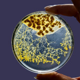 71xklpf1tbl-ac-sl1080-3541