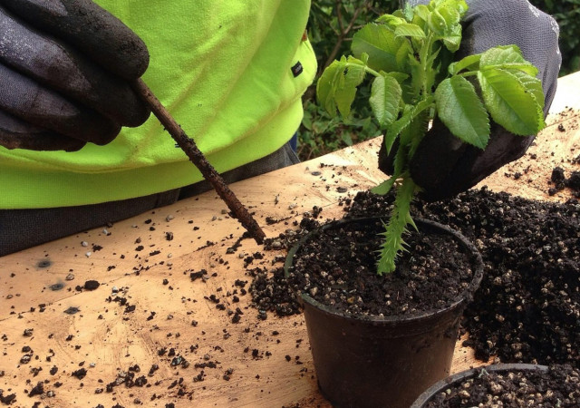 plants-3745