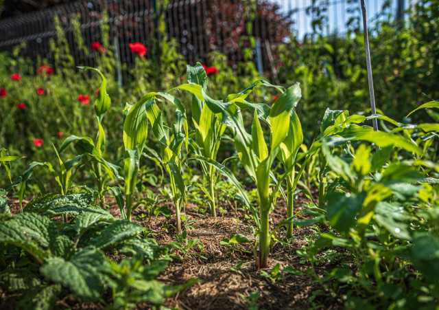 potager-3744