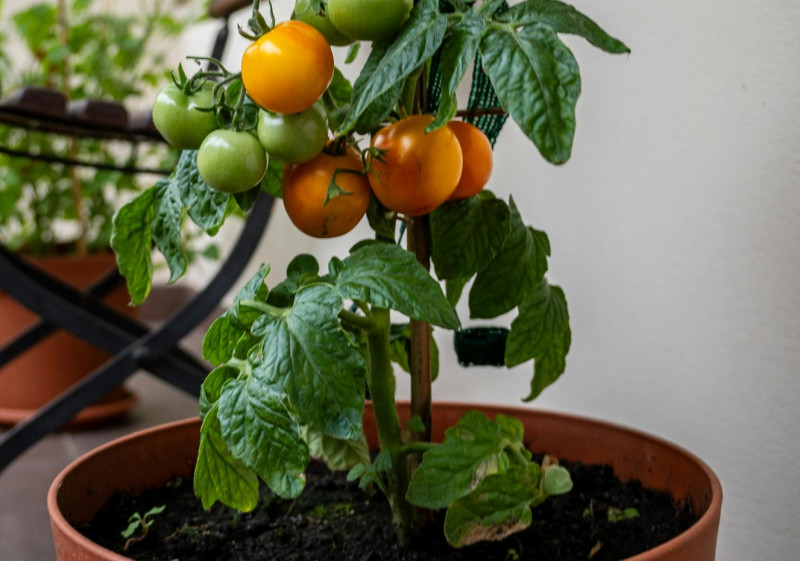 balcon-3743 balcon-3743