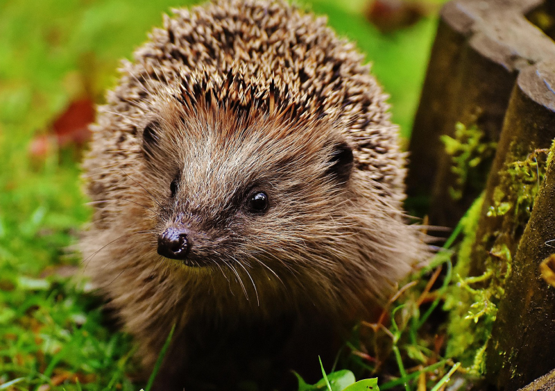 herisson-3733 herisson-3733