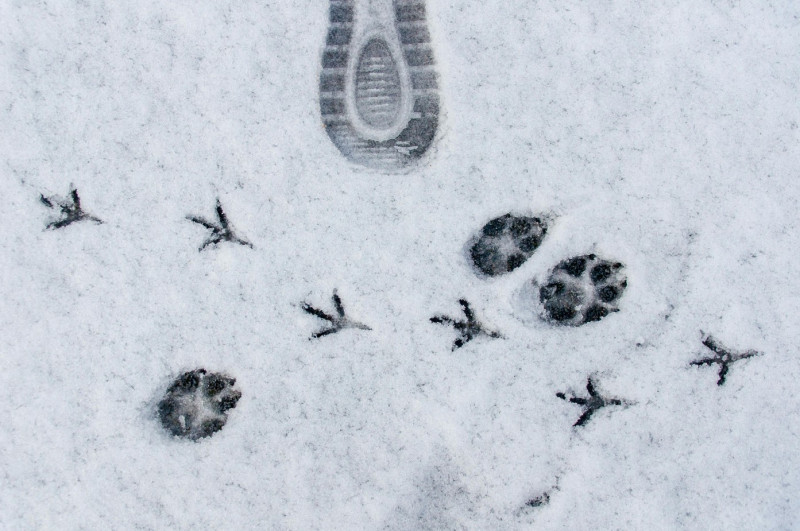 trace-3736 trace-3736